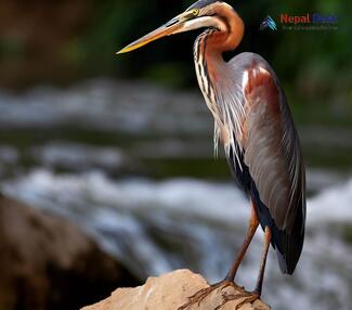 Purple Heron_Ardea purpurea