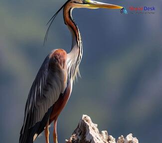 Purple Heron_Ardea purpurea