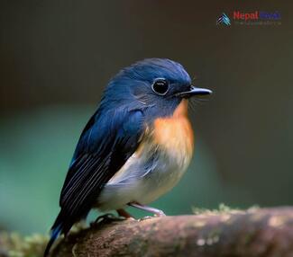 Pygmy Blue Flycatcher - Muscicapella hodgsoni