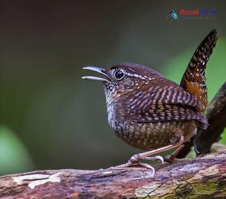 Pygmy Cupwing - Pnoepyga pusilla