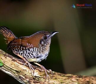 Pygmy Cupwing - Pnoepyga pusilla