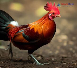 Red Junglefowl_Gallus gallus