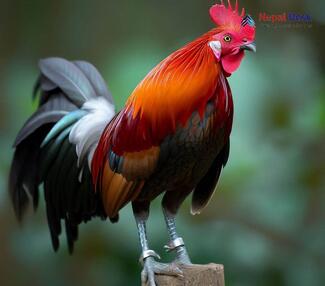 Red Junglefowl_Gallus gallus