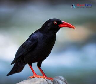 Red-billed Chough_Pyrrhocorax pyrrhocorax