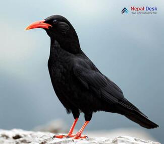 Red-billed Chough_Pyrrhocorax pyrrhocorax