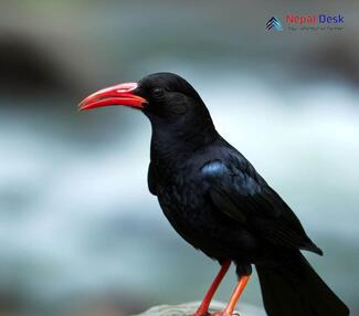 Red-billed Chough_Pyrrhocorax pyrrhocorax