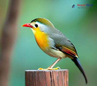 Red-billed Leiothrix_Leiothrix lutea