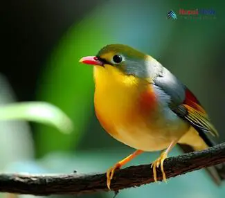 Red-billed Leiothrix_Leiothrix lutea