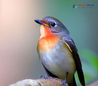 Red-breasted Flycatcher_Ficedula parva