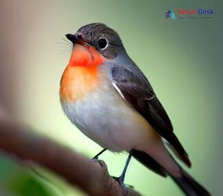 Red-breasted Flycatcher_Ficedula parva