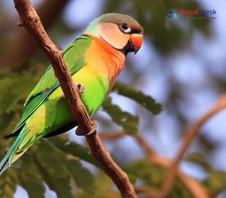 Red-breasted Parakeet - Psittacula alexandri