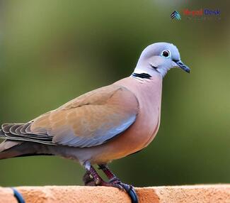 Red-collared Dove - Streptopelia tranquebarica