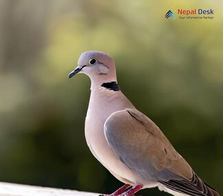 Red-collared Dove - Streptopelia tranquebarica