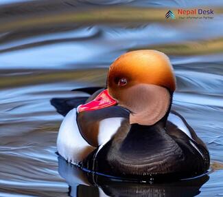 Red-crested Pochard_Netta rufina