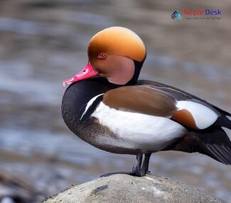 Red-crested Pochard_Netta rufina