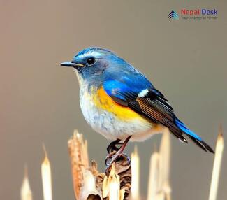 Red-flanked bluetail_Tarsiger cyanurus