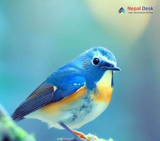 Red-flanked bluetail_Tarsiger cyanurus