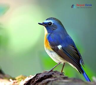 Red-flanked bluetail_Tarsiger cyanurus
