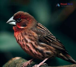 Red-fronted Rosefinch_Carpodacus puniceus