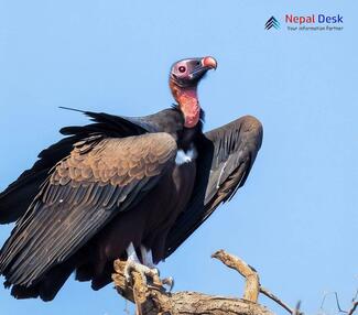 Red-headed Vulture_Sarcogyps calvus