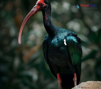 Red-naped Ibis_Pseudibis papillosa