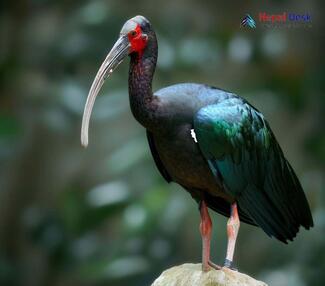 Red-naped Ibis_Pseudibis papillosa