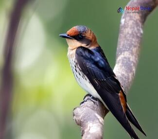 Red-rumped Swallow_Cecropis daurica