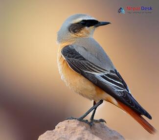 Red-tailed Wheatear_Oenanthe chrysopygia