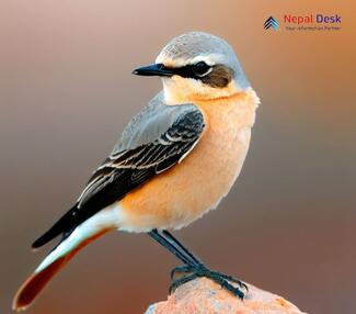 Red-tailed Wheatear_Oenanthe chrysopygia