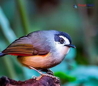 Red-tailed minla_Minla ignotincta