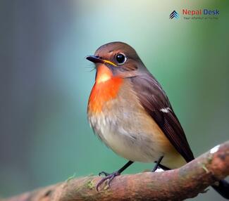 Red-throated Flycatcher_Ficedula albicilla