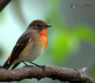 Red-throated Flycatcher_Ficedula albicilla