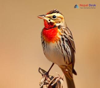 Red-throated Pipit_Anthus cervinus