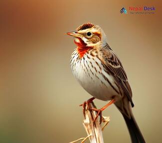 Red-throated Pipit_Anthus cervinus