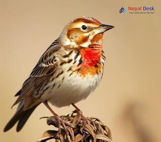 Red-throated Pipit_Anthus cervinus