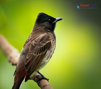 Red-vented Bulbul_Pycnonotus cafer