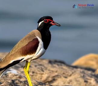 Red-wattled Lapwing_Vanellus indicus