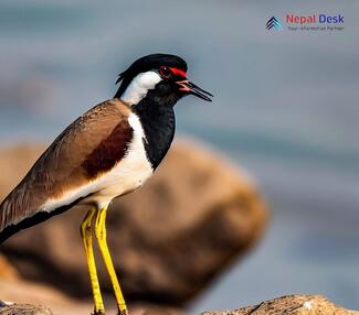 Red-wattled Lapwing_Vanellus indicus