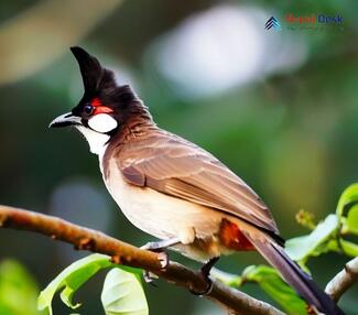 Red-whiskered Bulbul_Pycnonotus jocosus