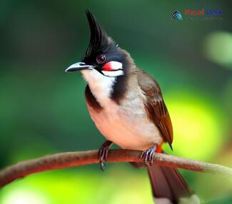 Red-whiskered Bulbul_Pycnonotus jocosus