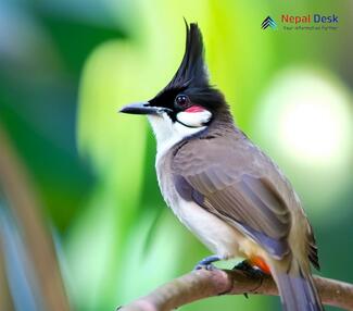 Red-whiskered Bulbul_Pycnonotus jocosus