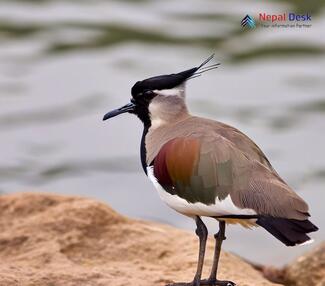 River Lapwing_Vanellus duvaucelii