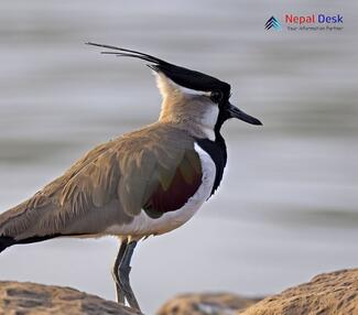 River Lapwing_Vanellus duvaucelii