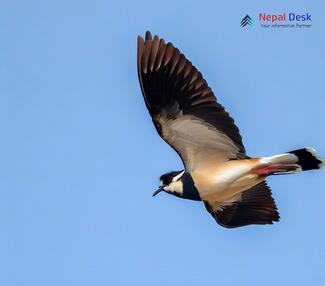 River Lapwing_Vanellus duvaucelii