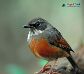 Robin Accentor_Prunella rubeculoides