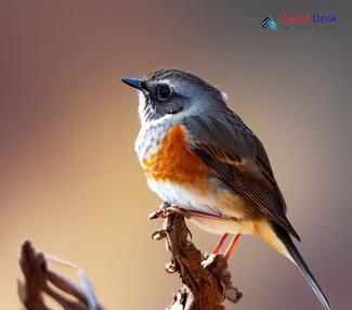 Robin Accentor_Prunella rubeculoides