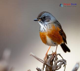 Robin Accentor_Prunella rubeculoides