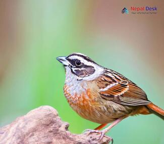 Rock Bunting_Emberiza cia