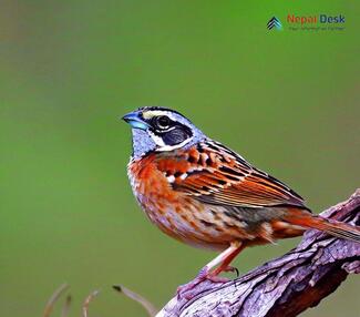 Rock Bunting_Emberiza cia