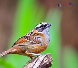 Rock Bunting_Emberiza cia